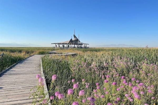 A wooden boardwalk leads to a grassy area with purple flowers in various locations.